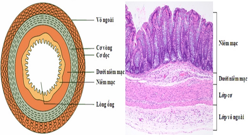 CẤU TRÚC ỐNG TIÊU HÓA