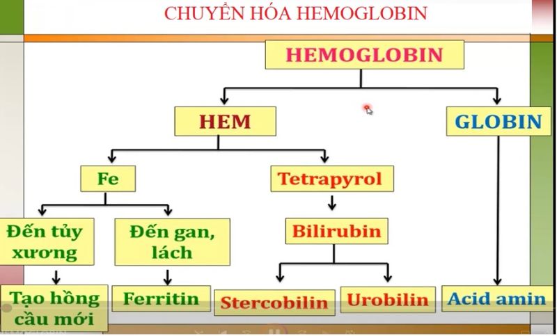 chuyển hóa hemoglobin, vàng da tắc mật
